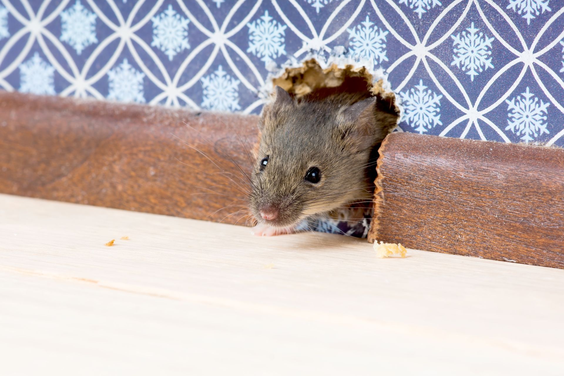 Small brown mouse peeking through a hole in a wooden surface, against blue patterned wallpaper.