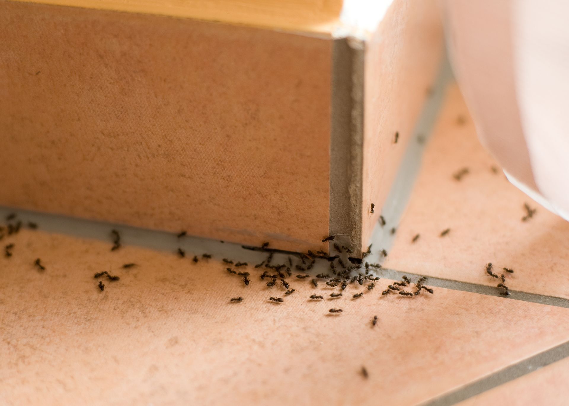 Ants clustered along a tiled floor and wall corner near a cardboard box