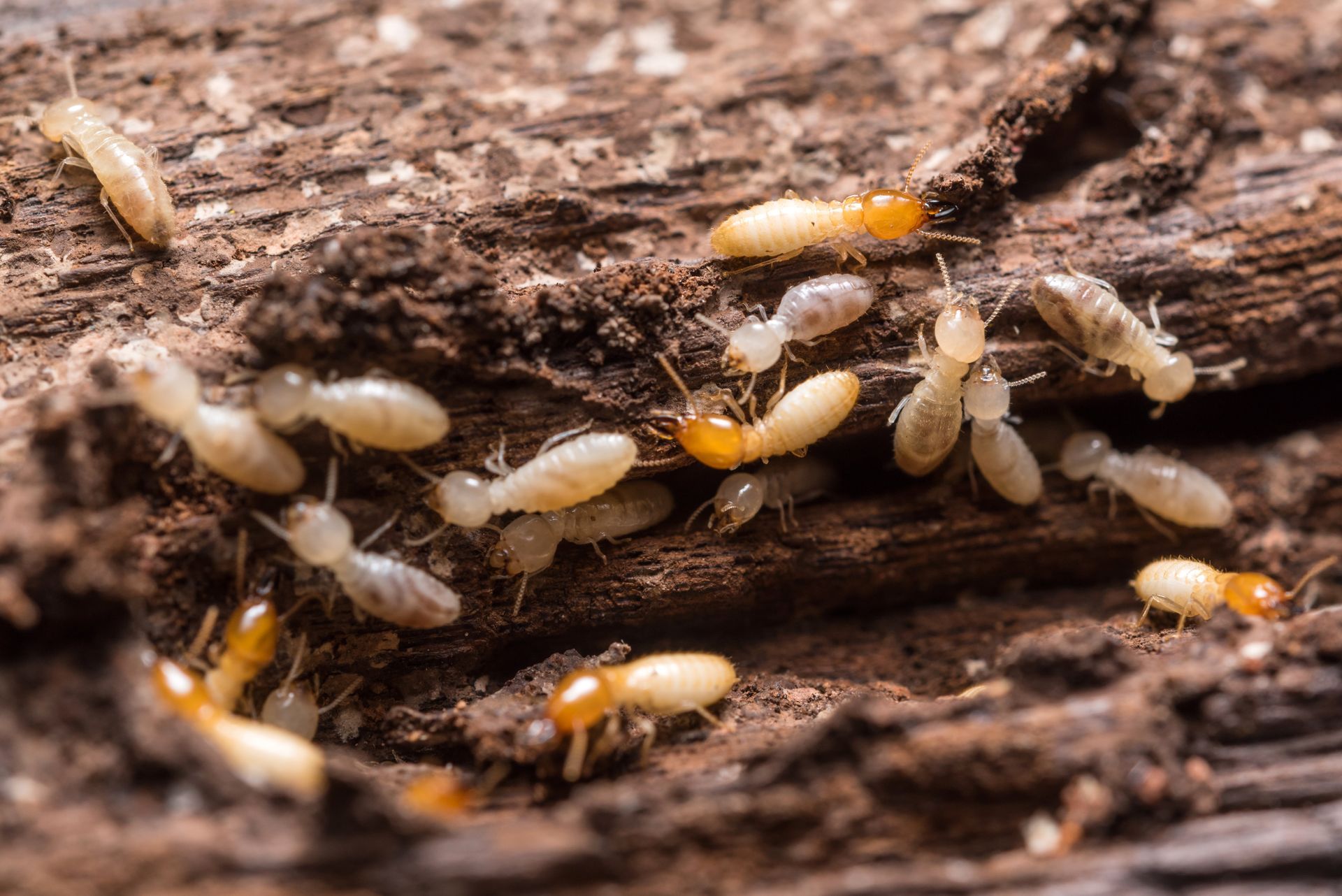 Termites crawling on a rotting log, with white bodies and orange heads