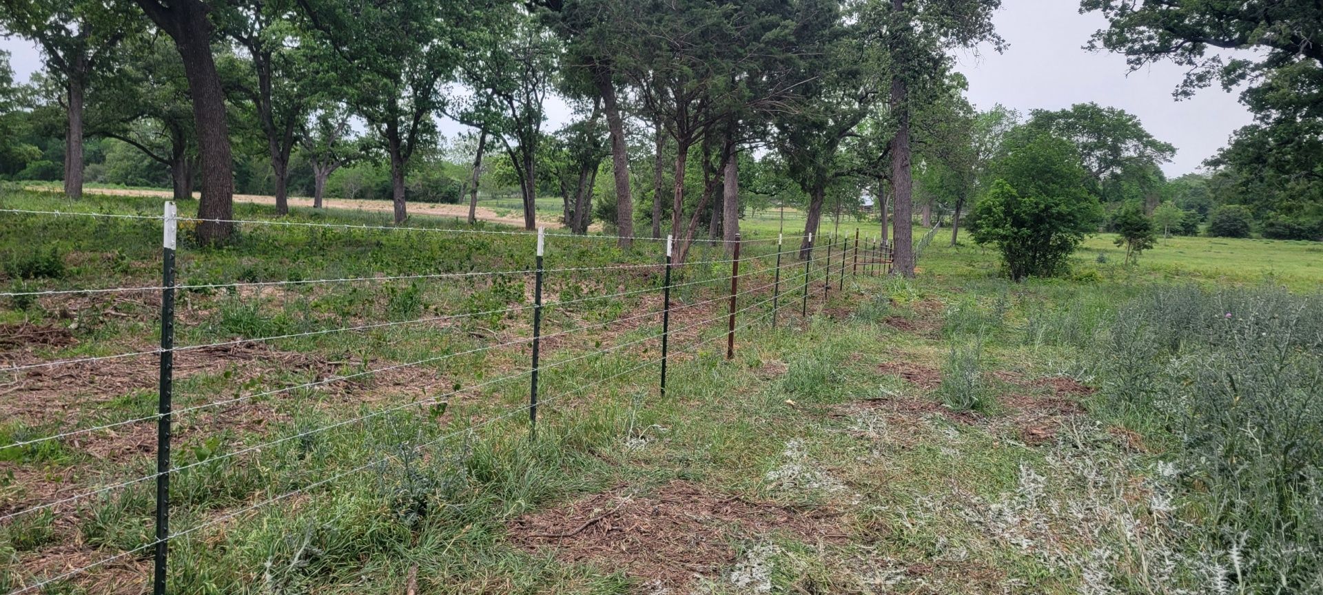Row of trees behind a fence in a field, under an overcast sky.