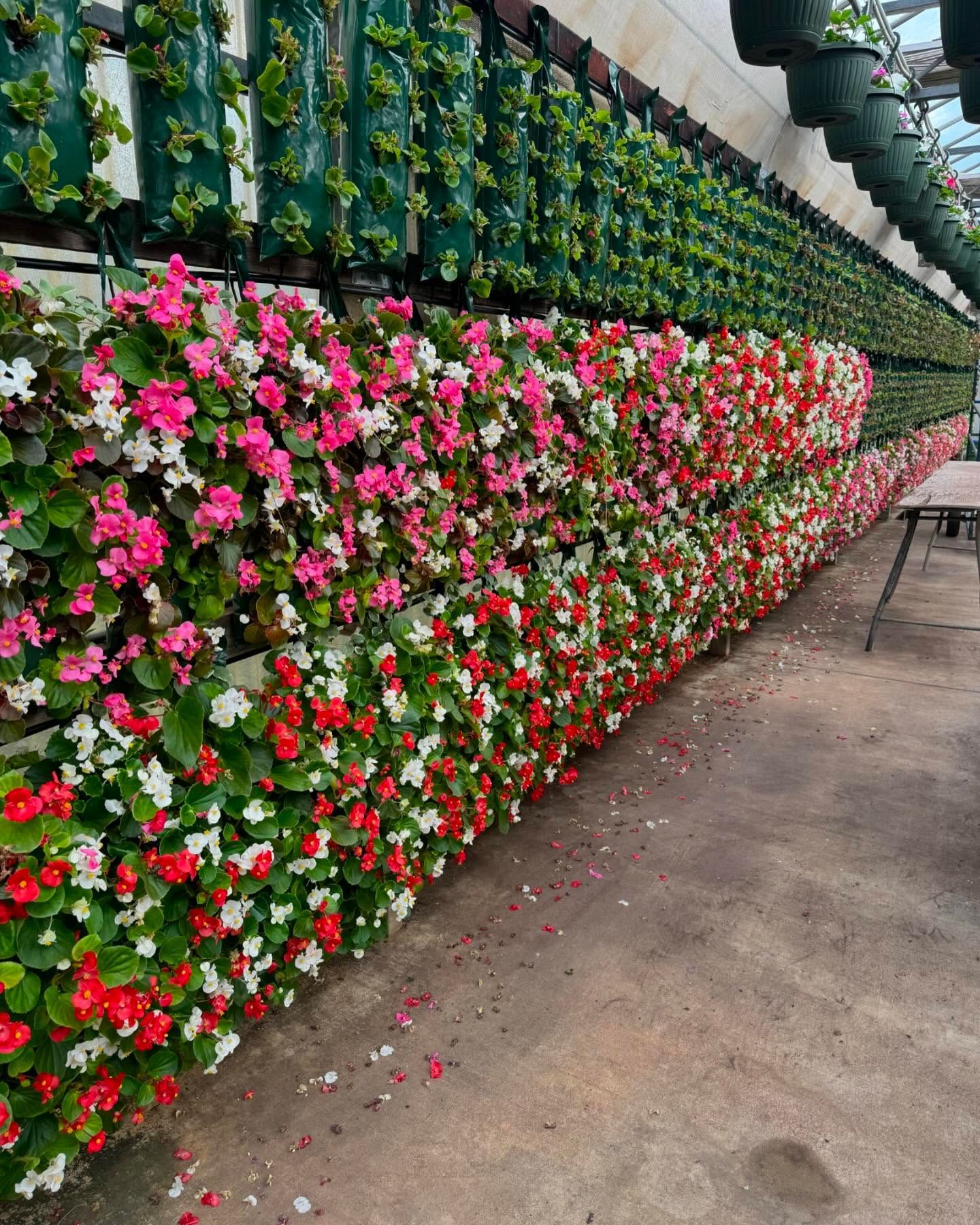 A row of hanging baskets filled with red and white flowers