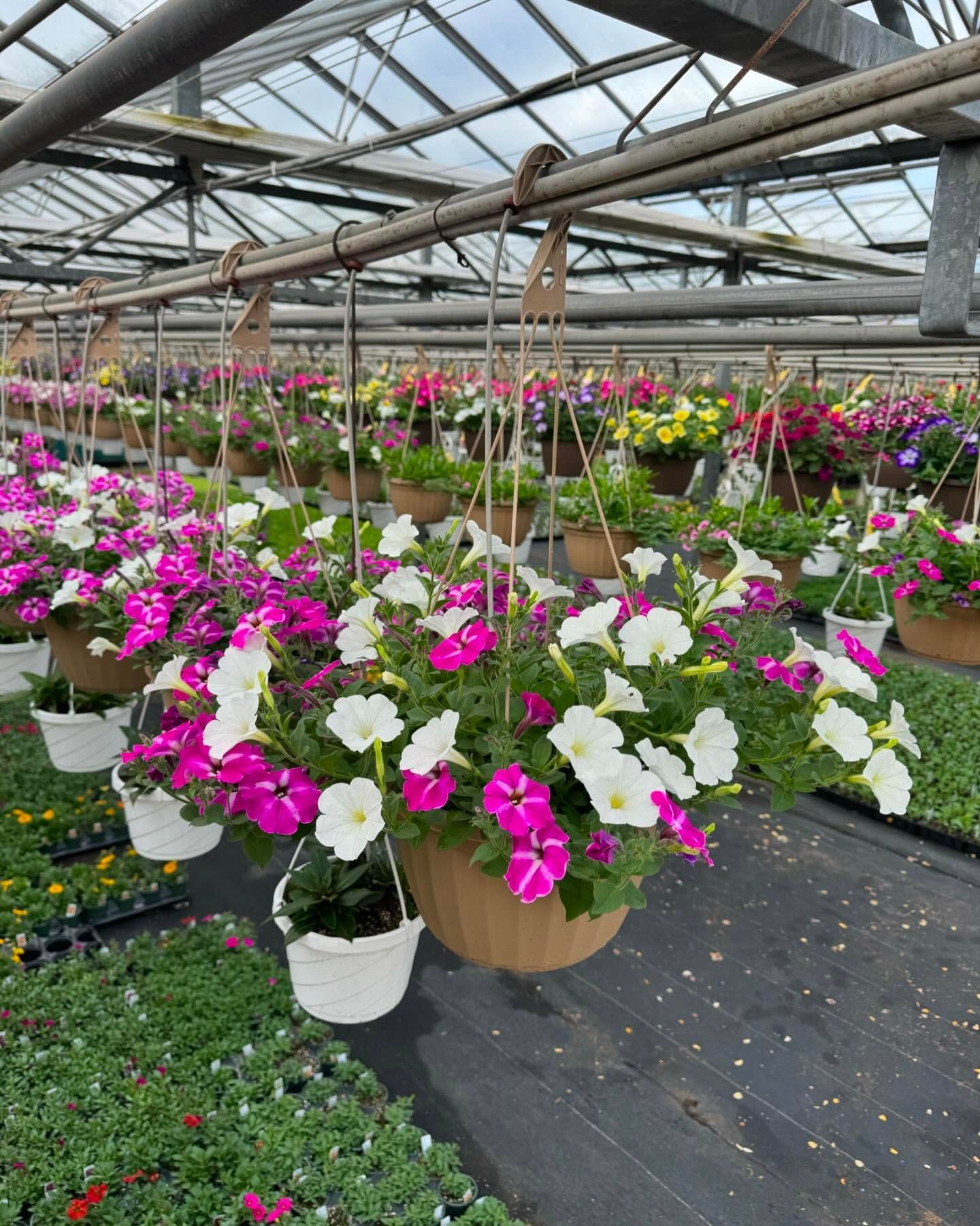 A greenhouse filled with lots of hanging baskets of flowers.