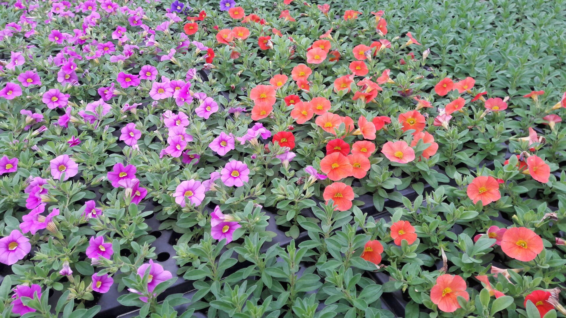 There are many different types of flowers in this garden.