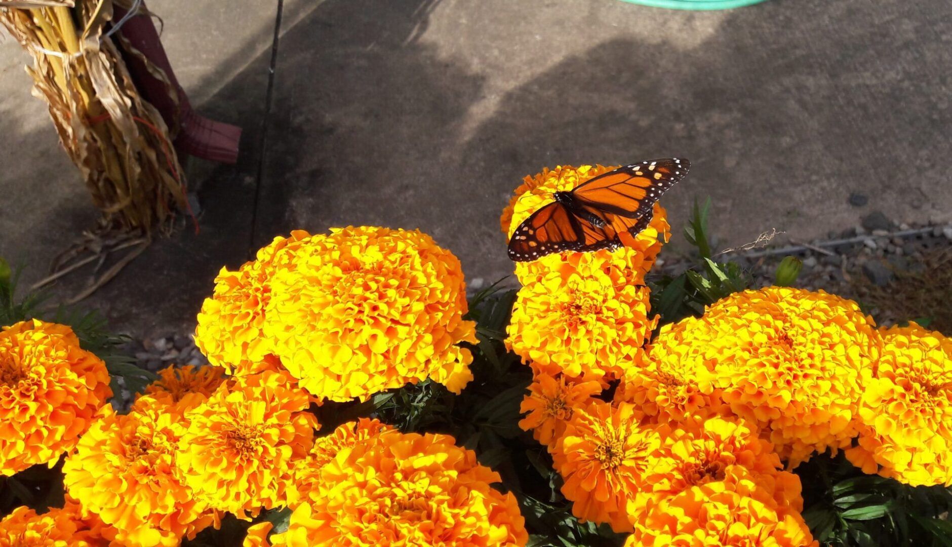 A monarch butterfly is sitting on a yellow flower