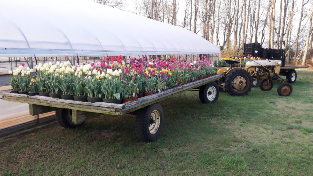 A tractor pulling a cart full of potted plants next to a greenhouse