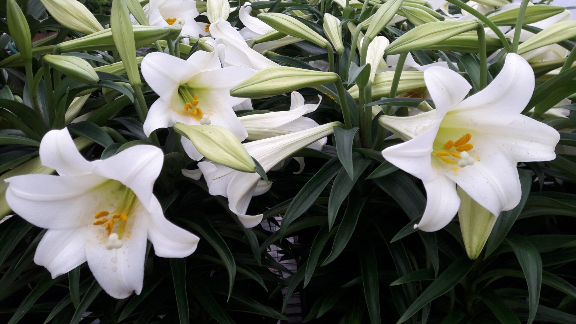 A bunch of white flowers are growing in a garden