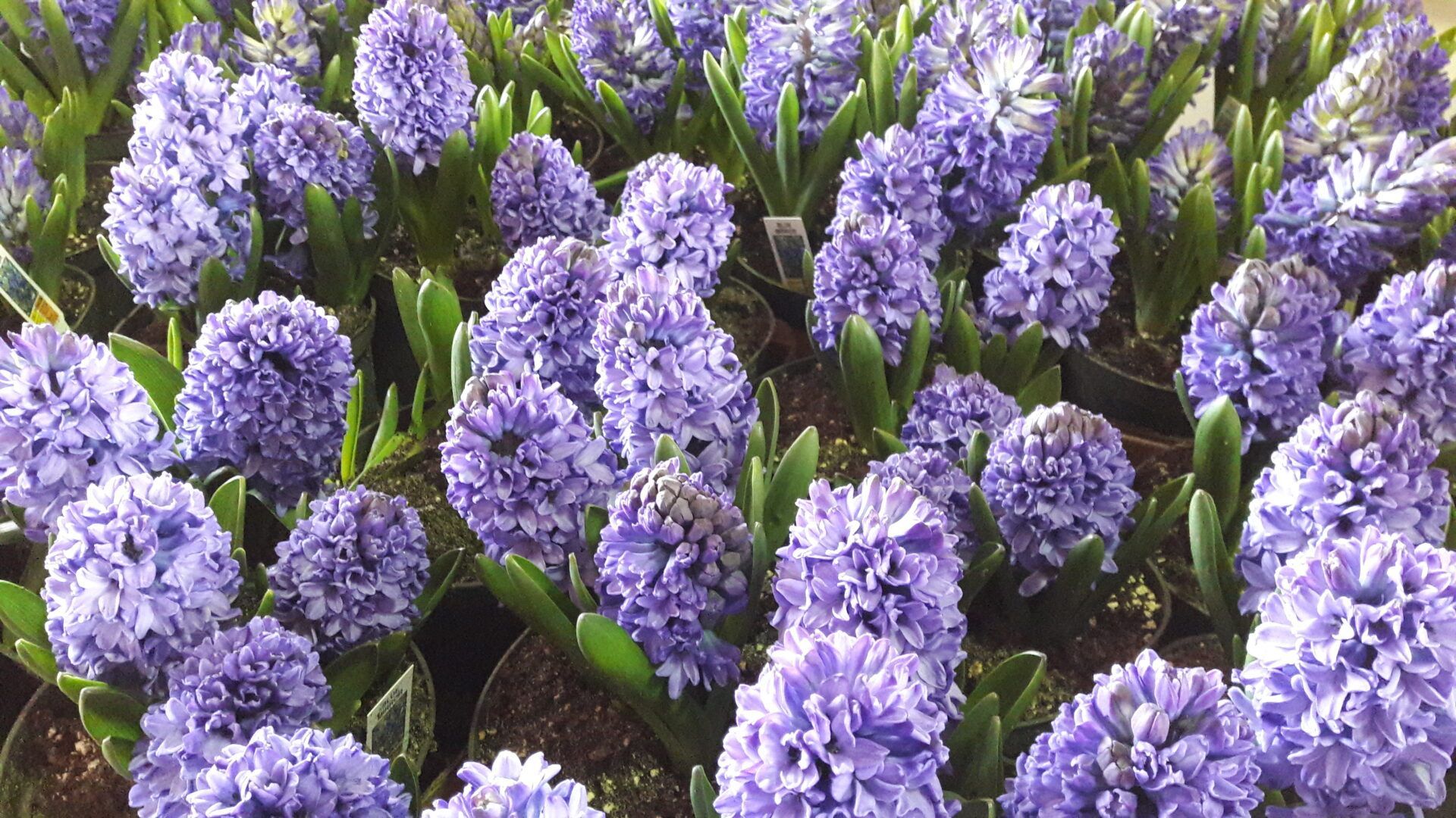 A bunch of purple flowers are growing in a garden.