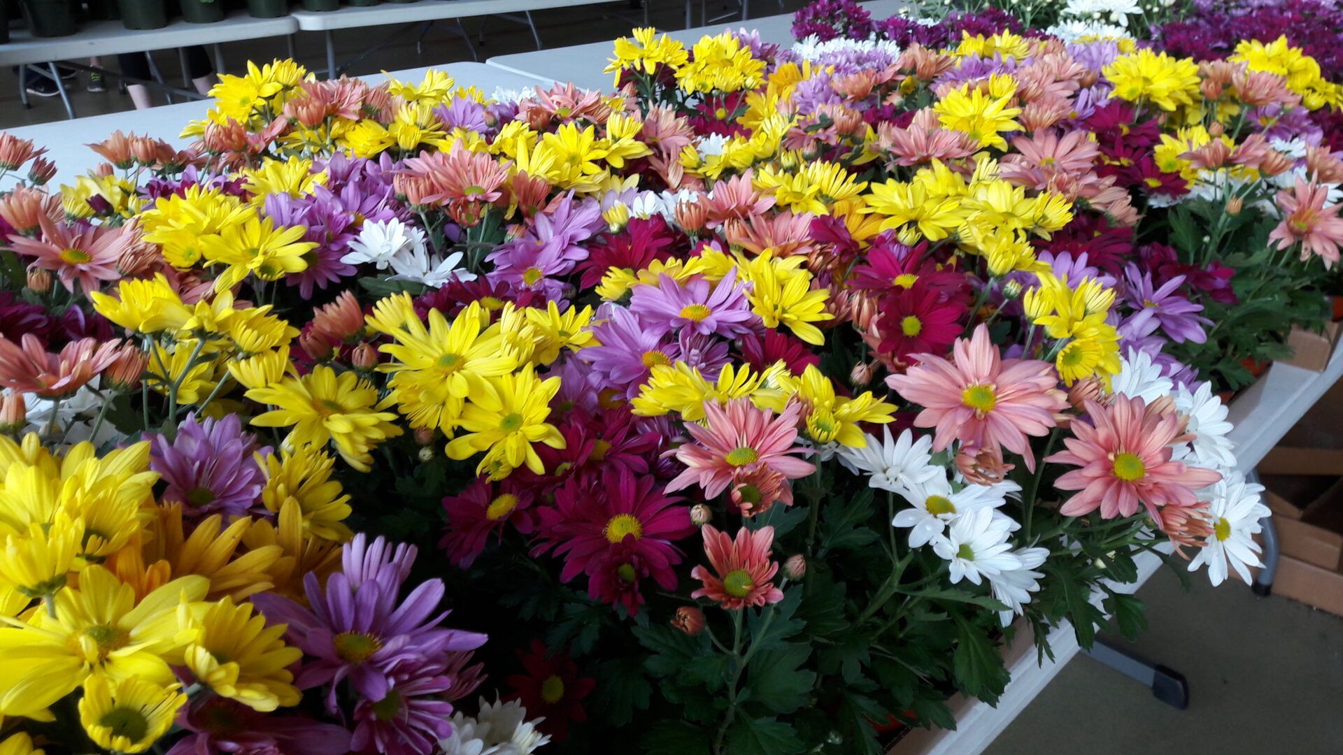 A bunch of colorful flowers are sitting on a table.