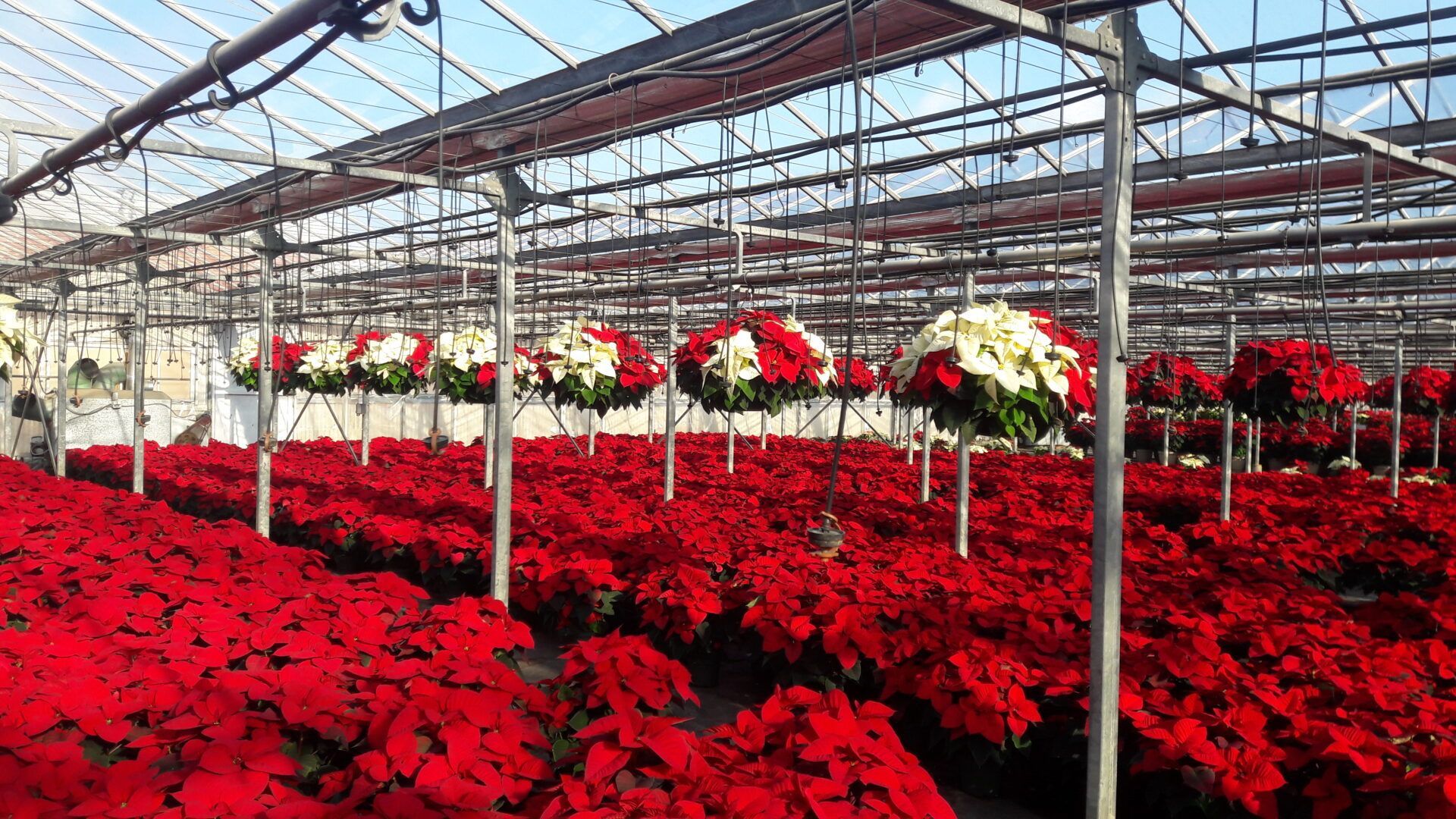 A greenhouse filled with lots of hanging baskets of flowers.