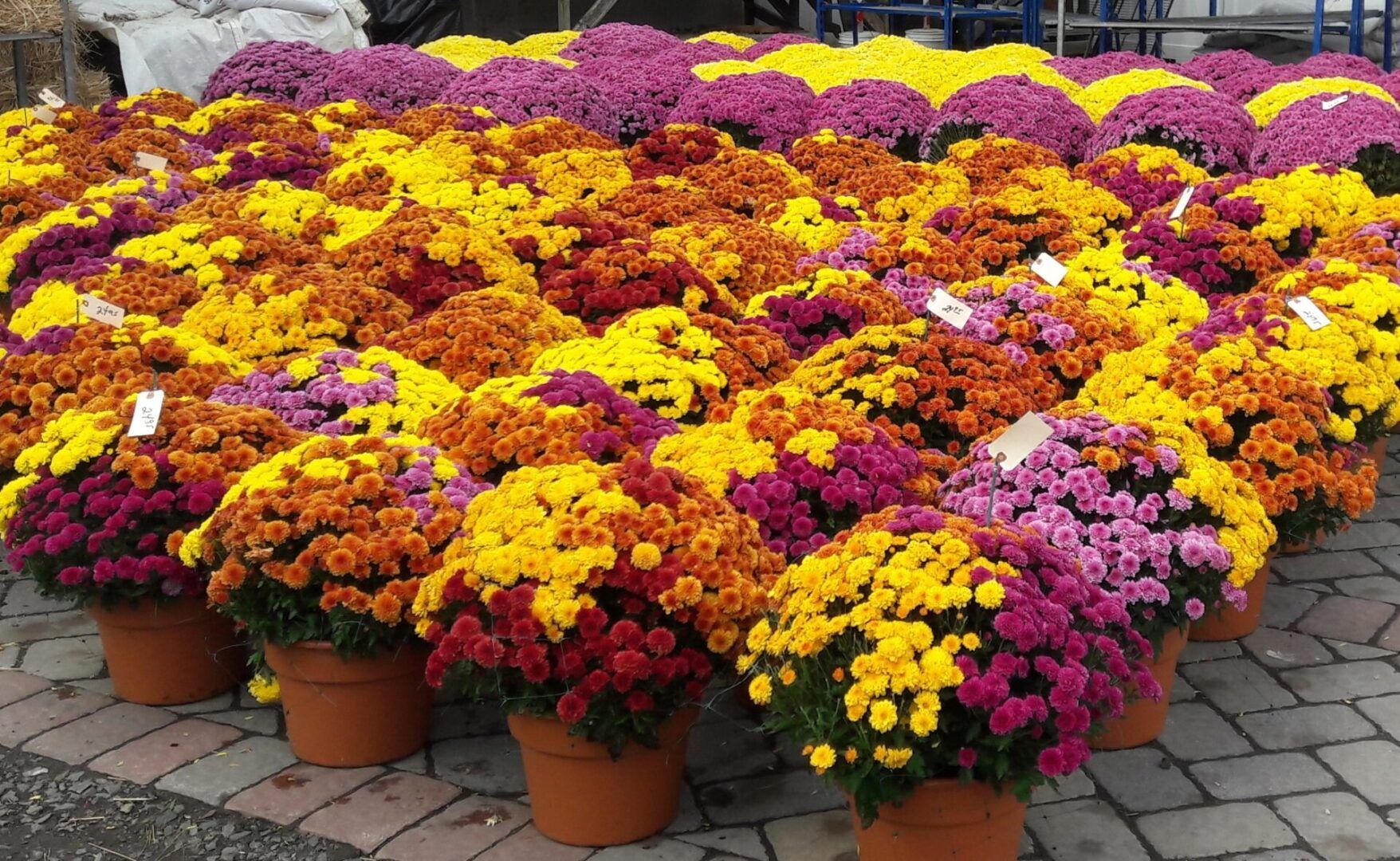 A bunch of potted flowers are sitting on a brick sidewalk.