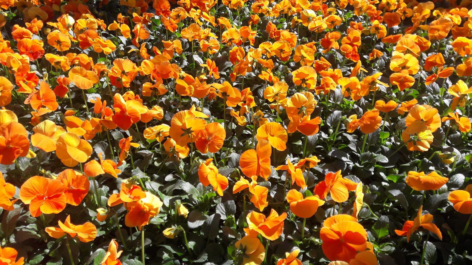 A field of orange flowers with green leaves