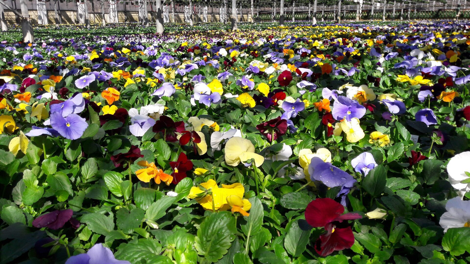 A field of colorful flowers growing in a greenhouse