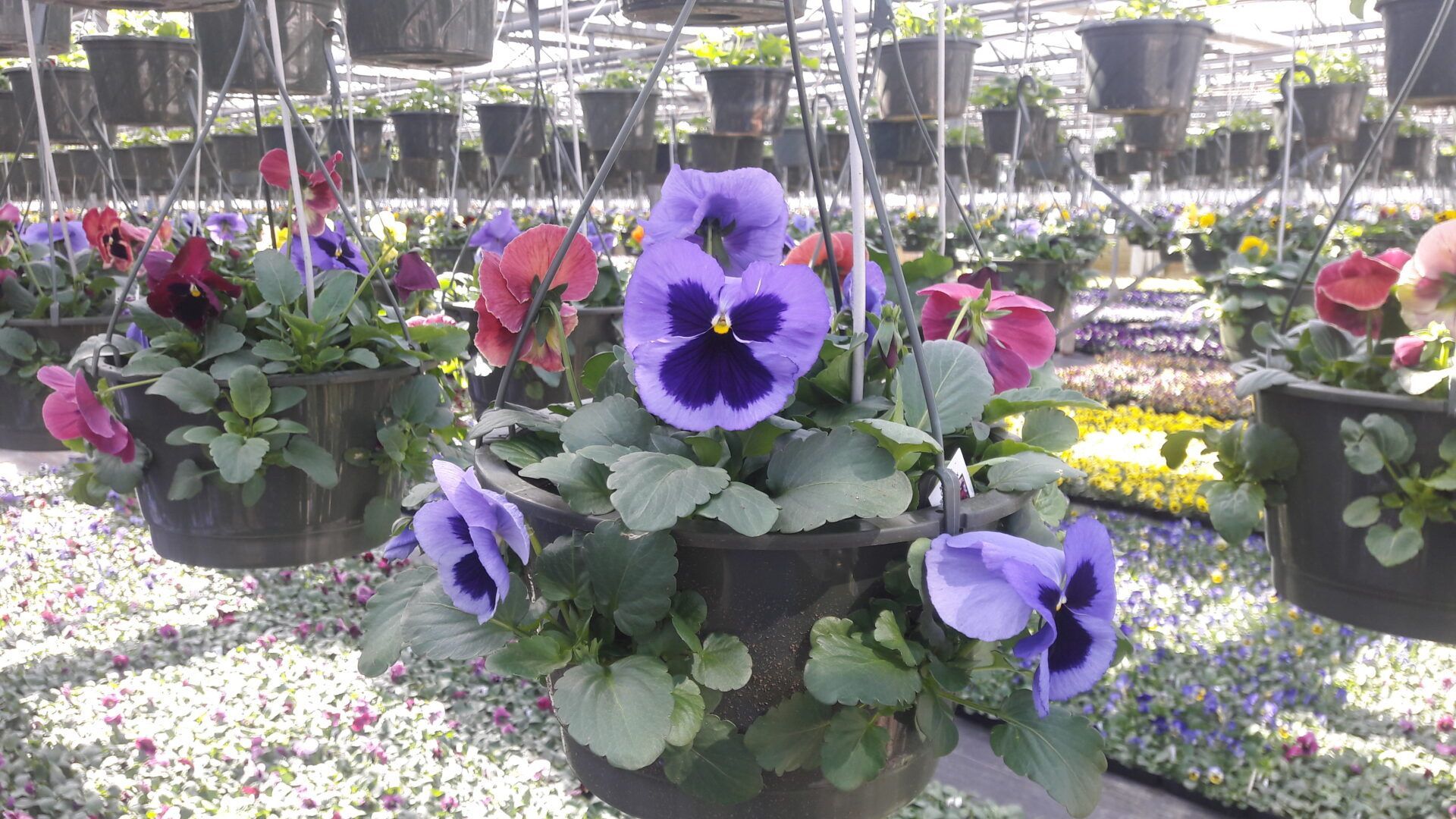 Purple flowers in hanging baskets in a greenhouse