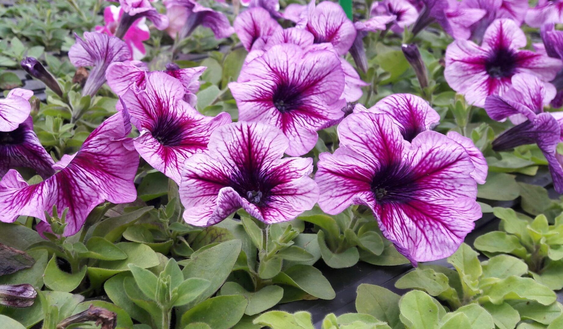 A bunch of purple flowers are growing in a garden.