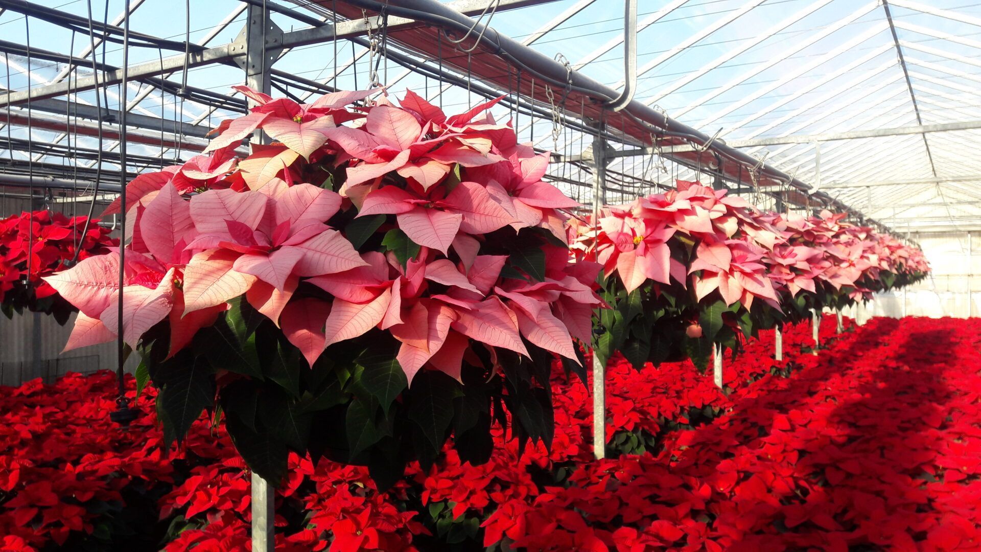 A greenhouse filled with lots of red flowers and pink flowers.