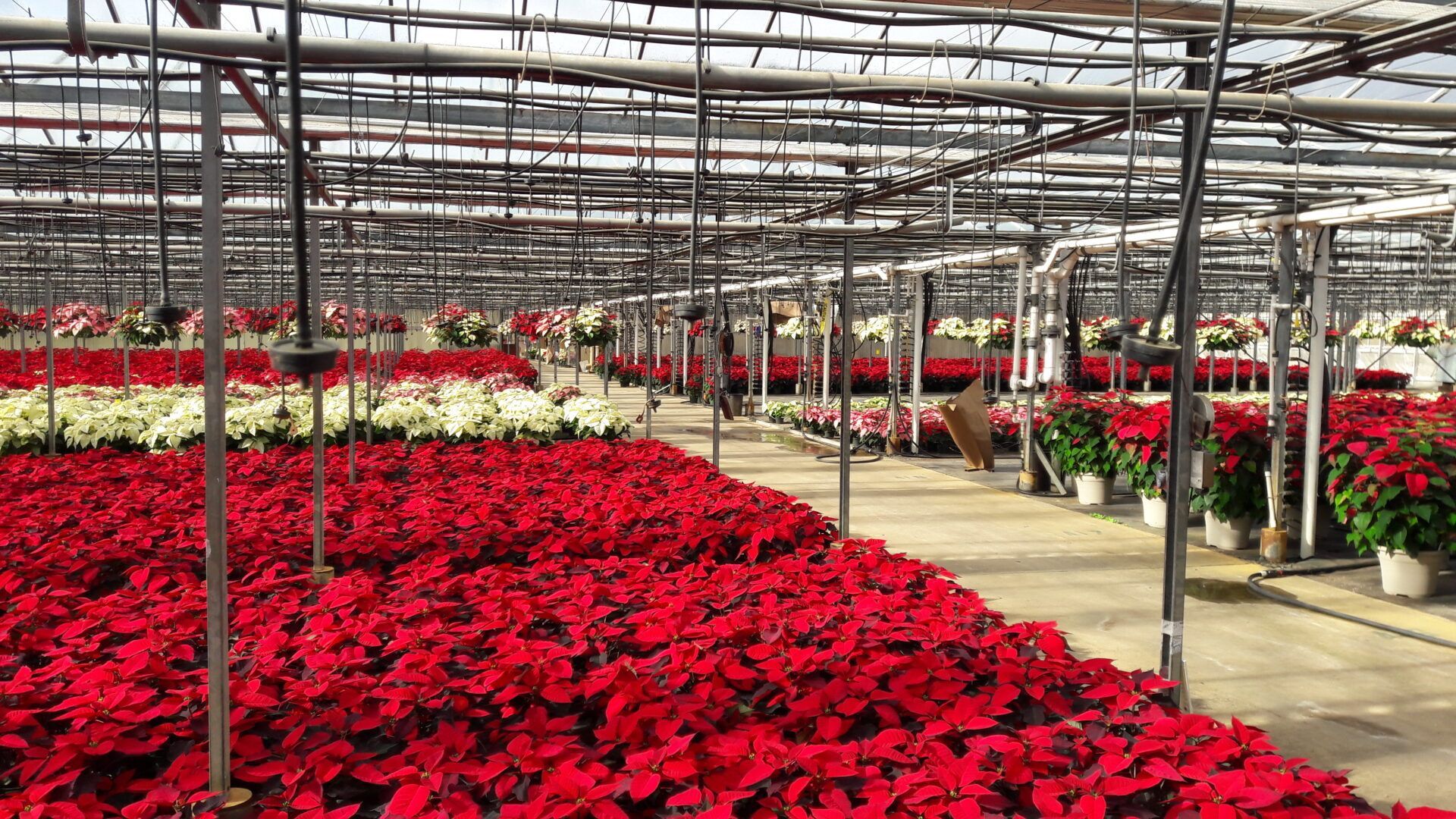 A greenhouse filled with lots of red and white flowers.