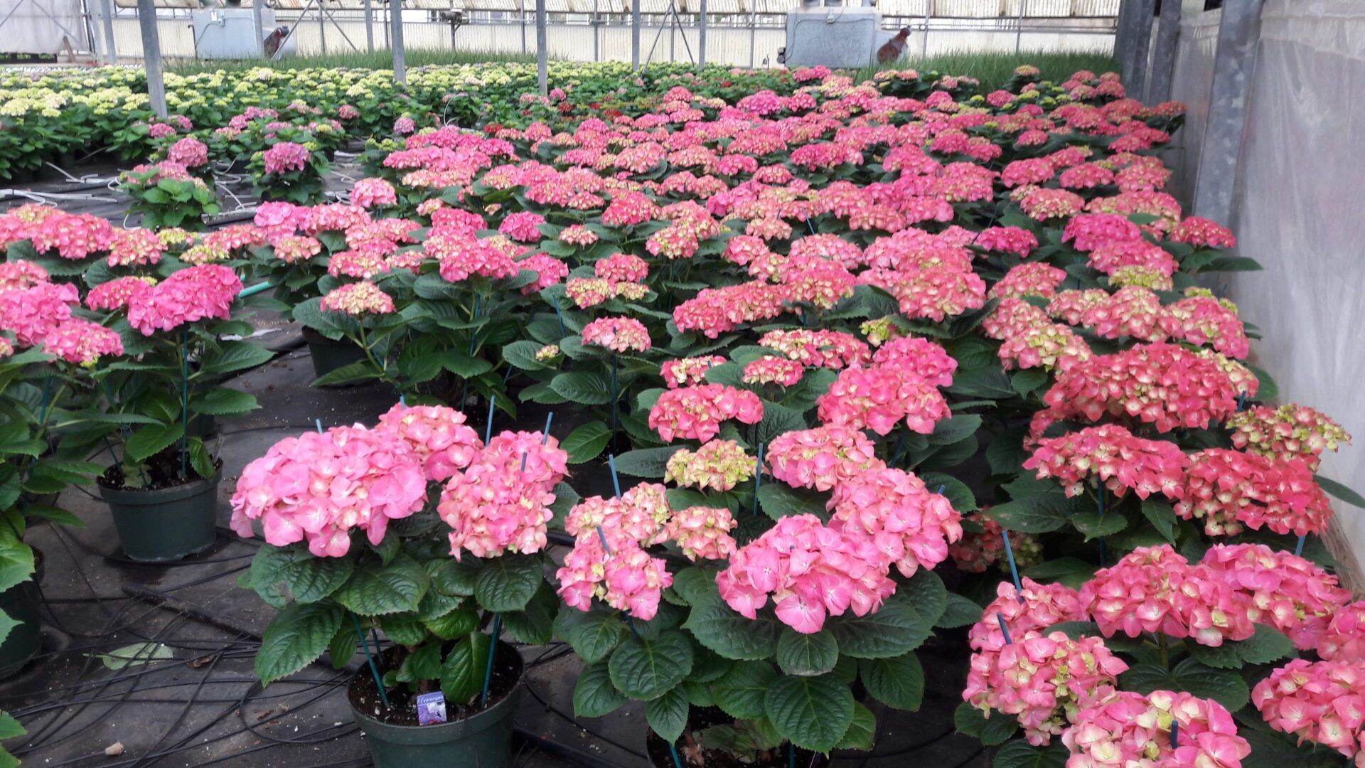 A greenhouse filled with lots of pink flowers.