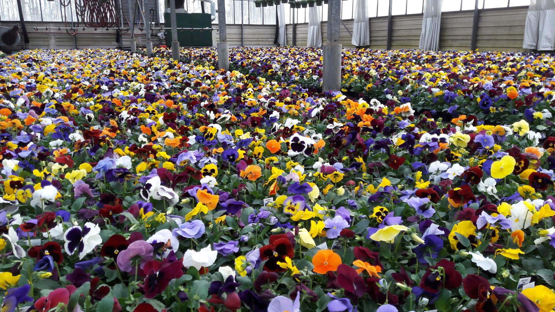A field of colorful flowers in a greenhouse.