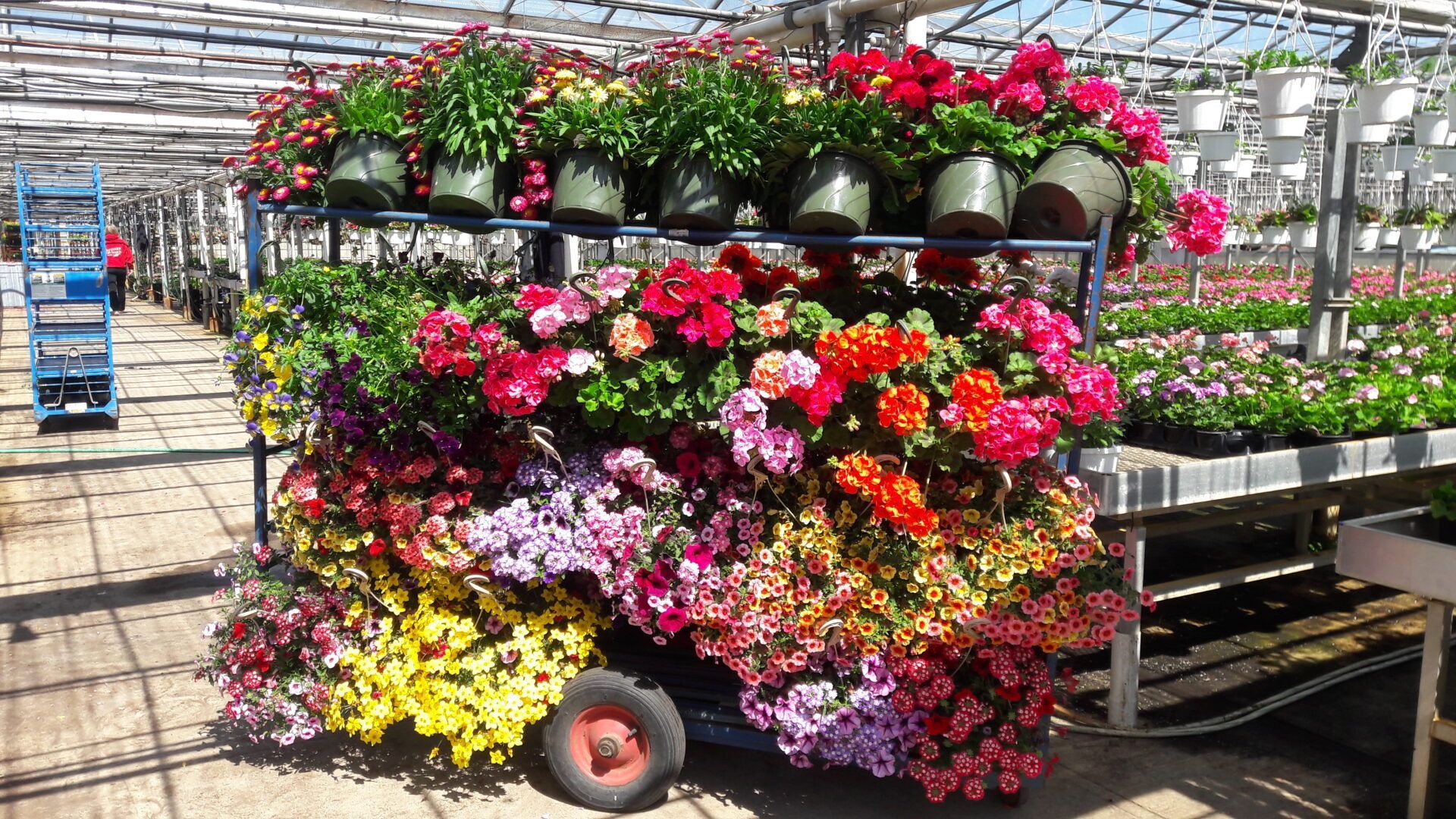 A garden filled with pink and white flowers and a stone wall.