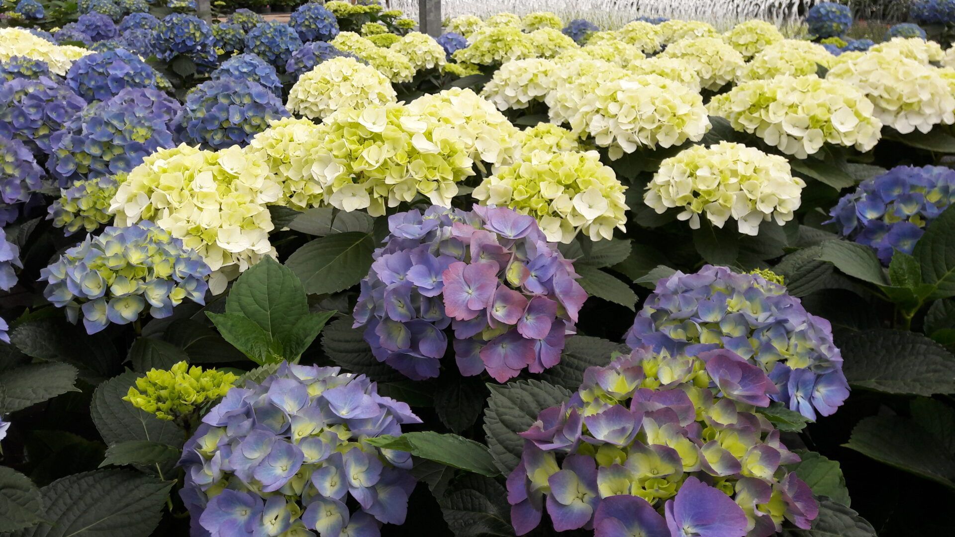 A bunch of different colored flowers are growing in a greenhouse.