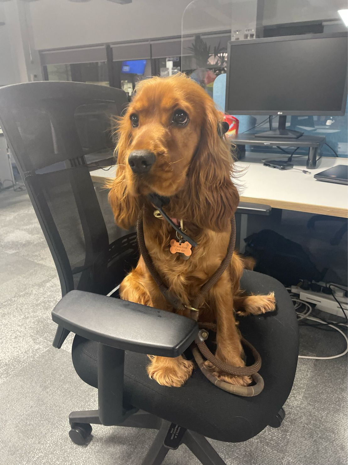 Golden Cocker Spaniel sitting on a black office chair, wearing a leash.