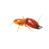 A close up of a termite on a white background.