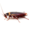 A cockroach is crawling on a white surface
