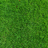A close up of a lush green field of grass.