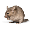 A mouse is sitting on a white surface and looking at the camera.