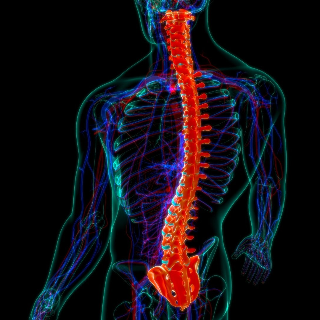 Cirurgia de coluna por convênio em Nova Friburgo