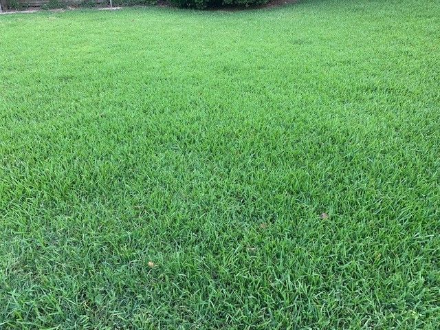 Green lawn with lush grass.