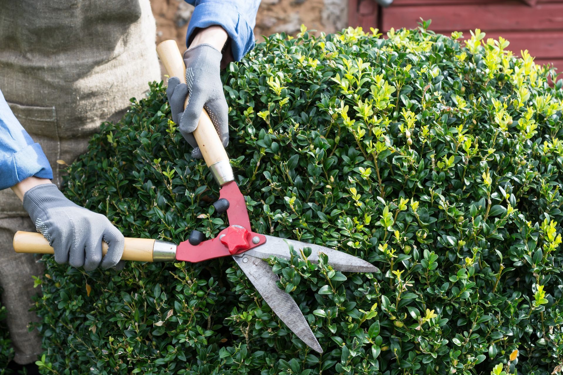 Person trimming a green bush with large shears.