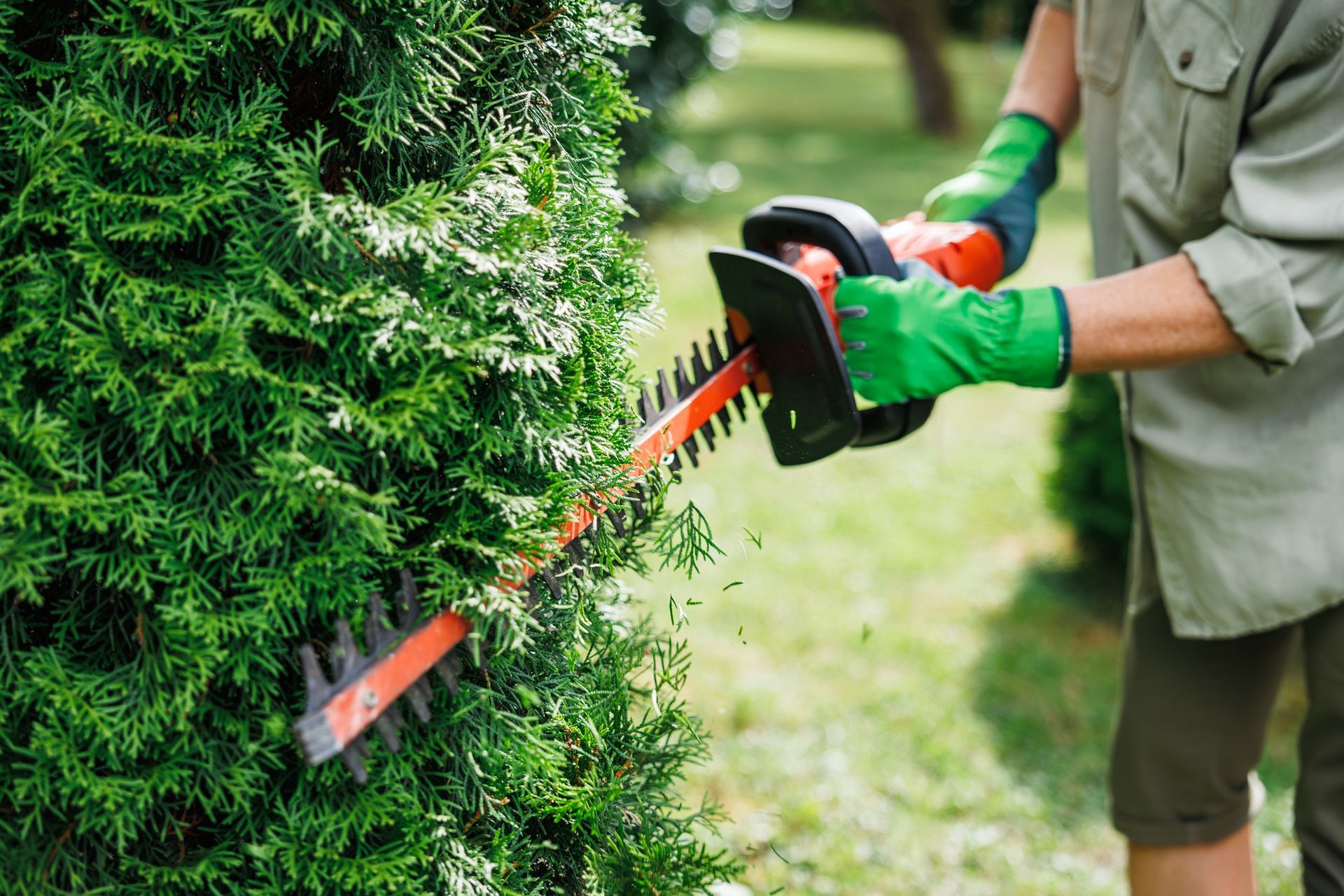 Person using hedge trimmer on a green bush, wearing green gloves, outside on a sunny day.