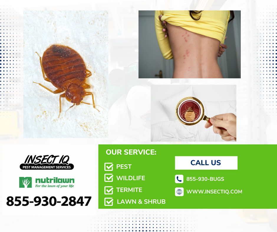 BED BUGS LIFE CYCLE DETECTION CONTROL