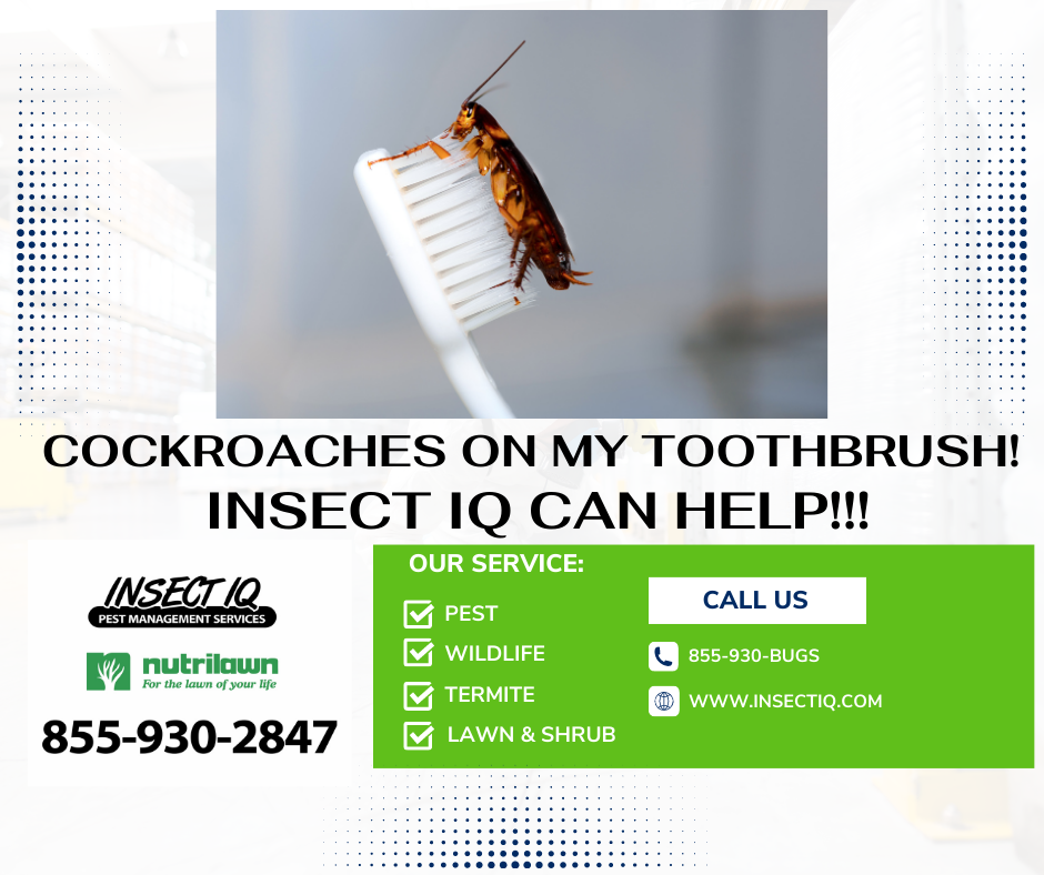 Insect Q COCKROACHES ON MY TOOTHBRUSH! INSECT IQ CAN HELP!!!