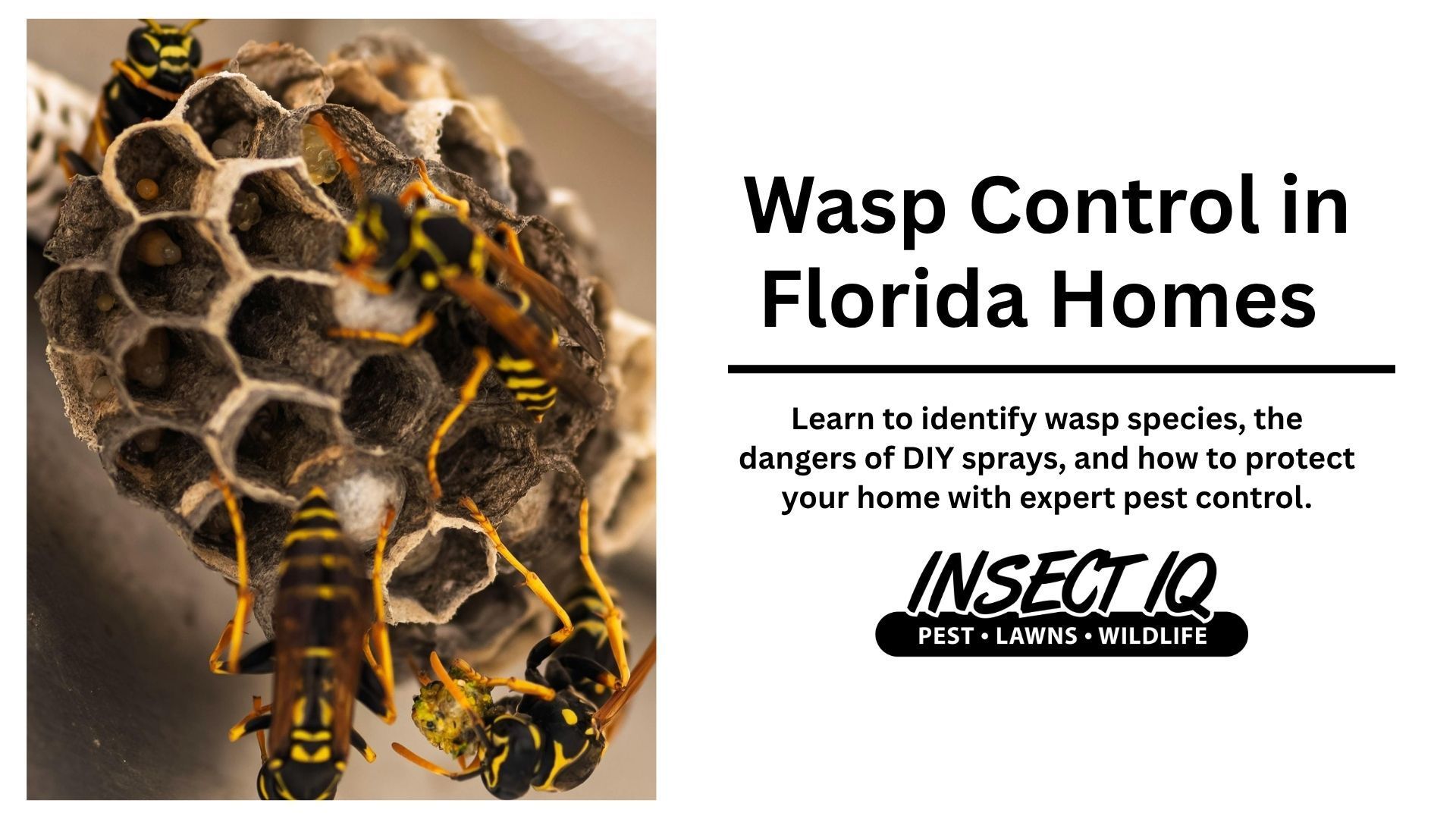 A poster about wasp control in florida homes with a picture of a wasp nest.