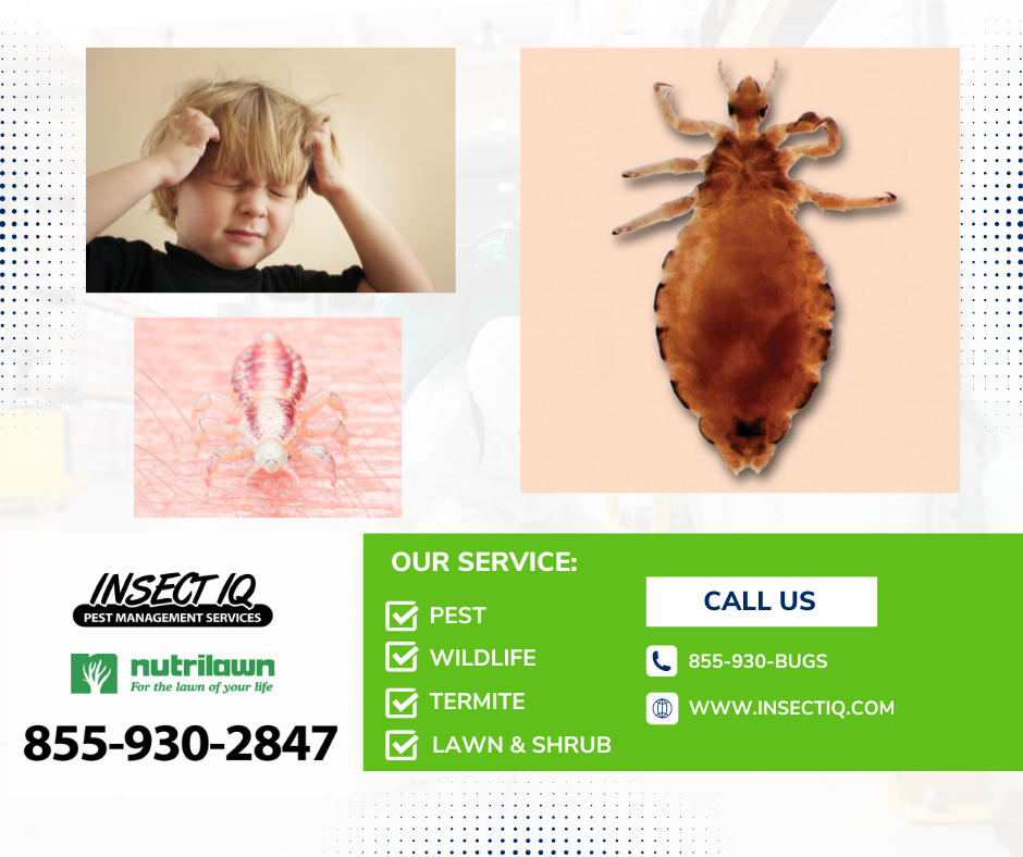 Children and Head Lice. Educate yourself!