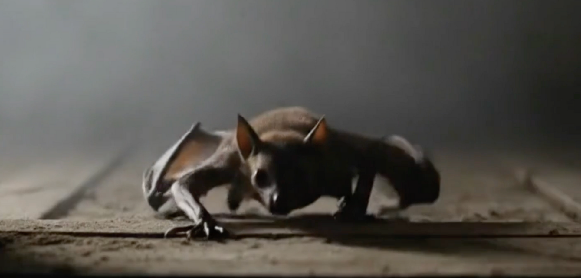 A bat on a wooden surface, wings spread, facing the viewer in a dimly lit space.