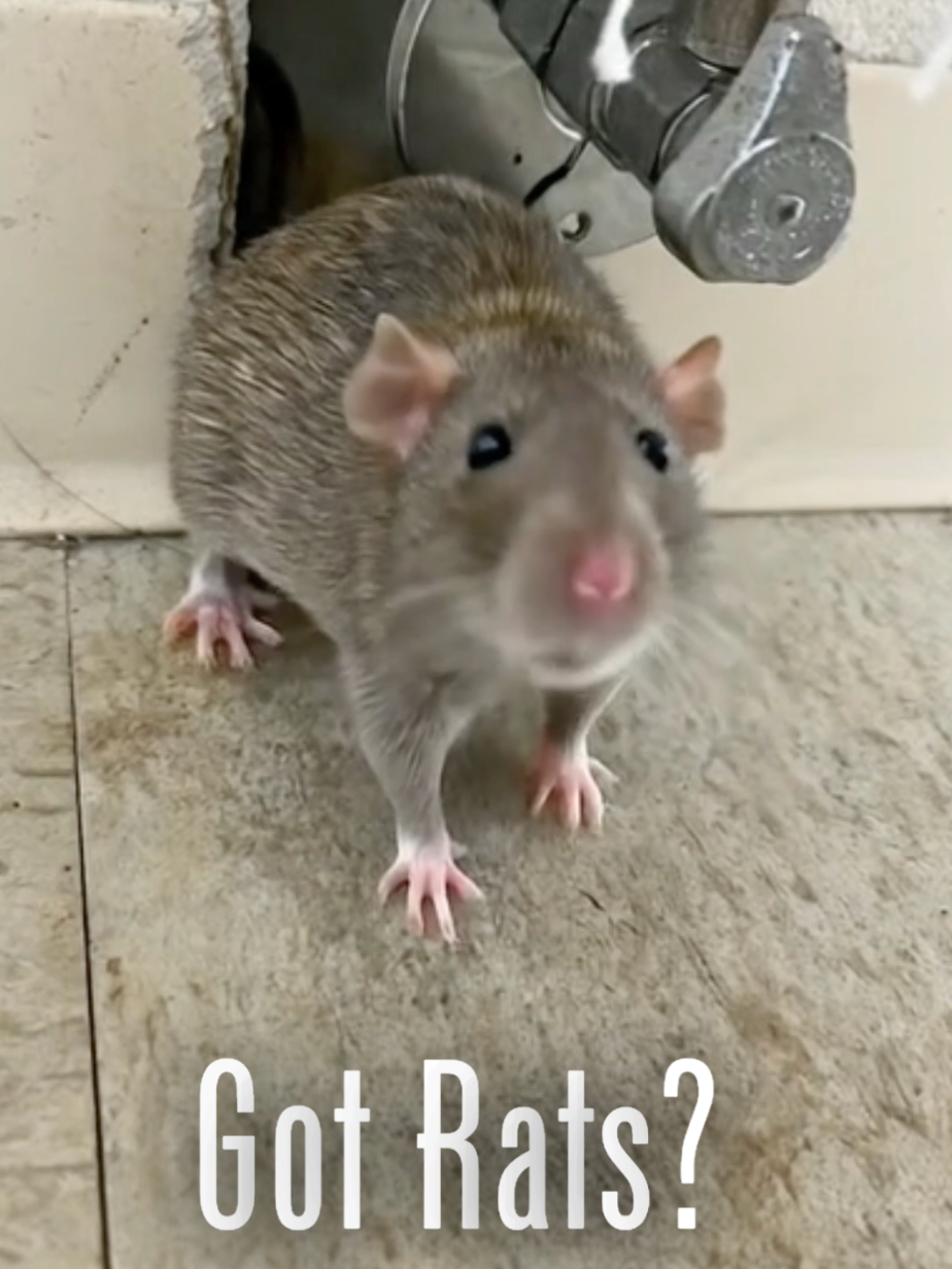 A rat is looking out of a hole in a wall and says got rats