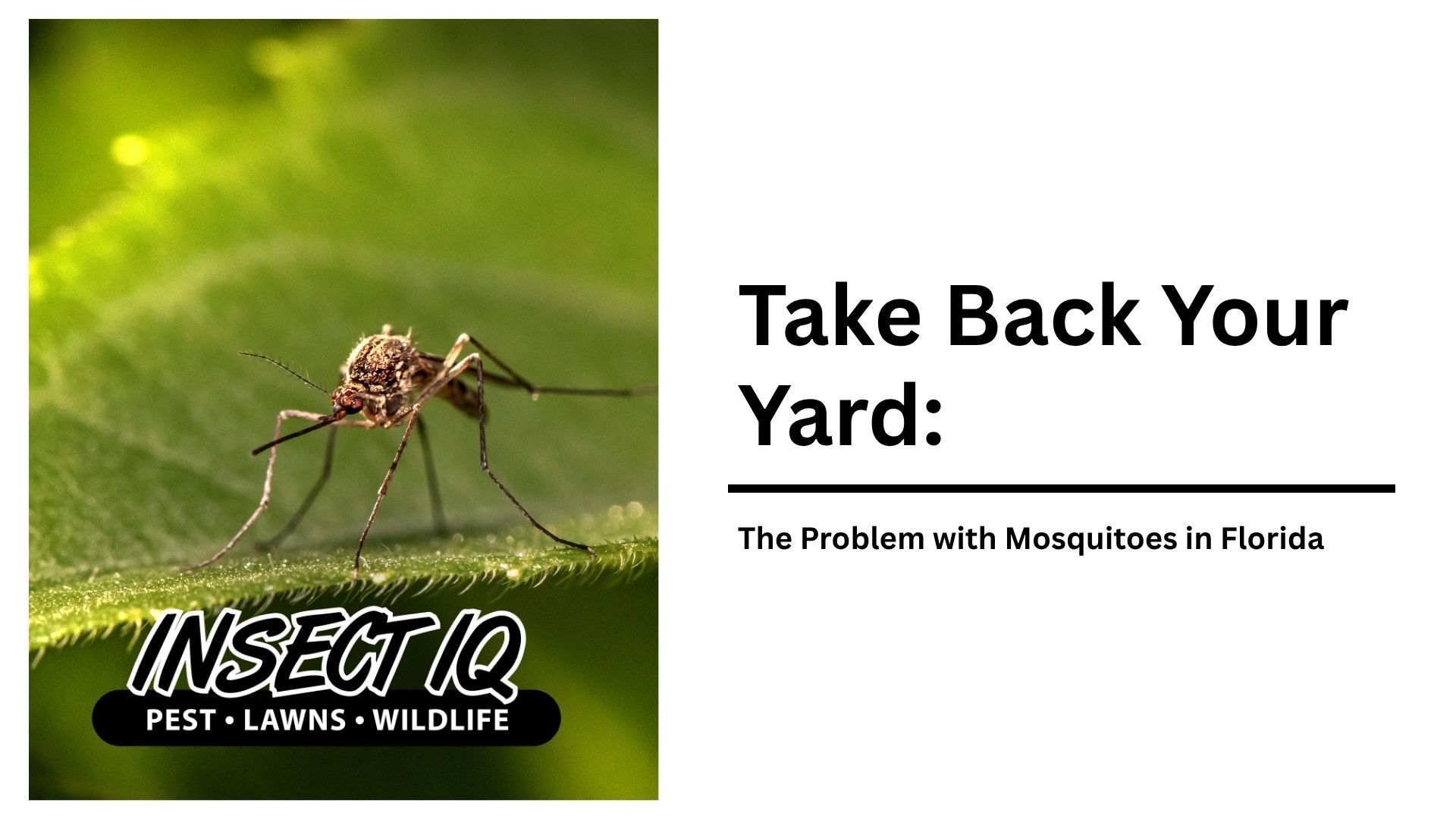 A mosquito is sitting on top of a green leaf.