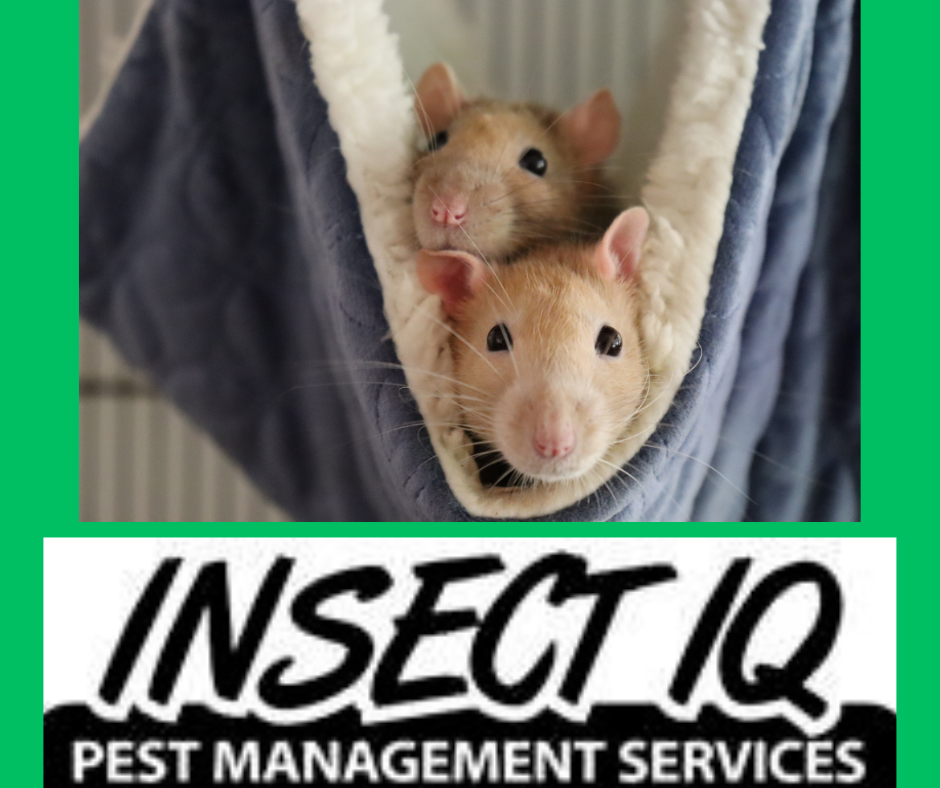 From the field with Insect IQ’s Nick Cvetanovich