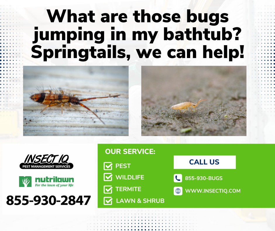 What are those bugs jumping in my bathtub? Springtails, we can help!