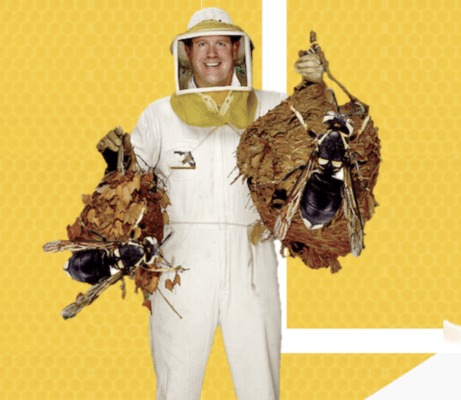Stinging Insect control