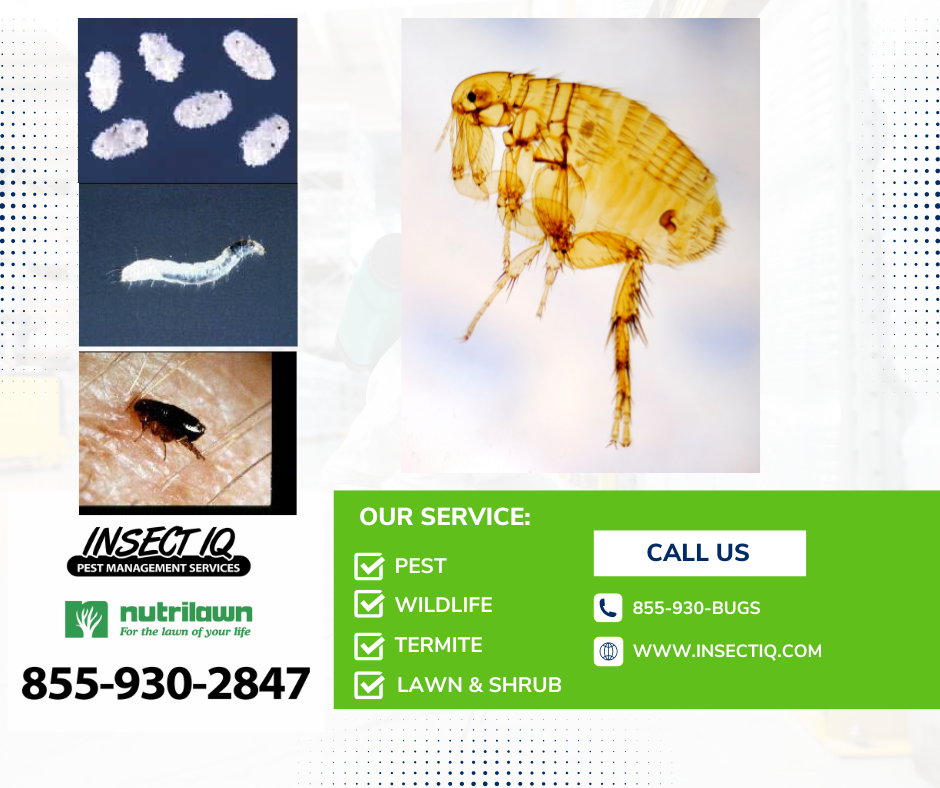 These Fleas are driving me crazy! Insect IQ can Help!