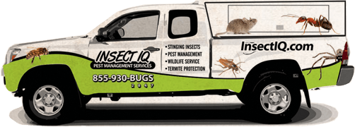 Green Bugs Van