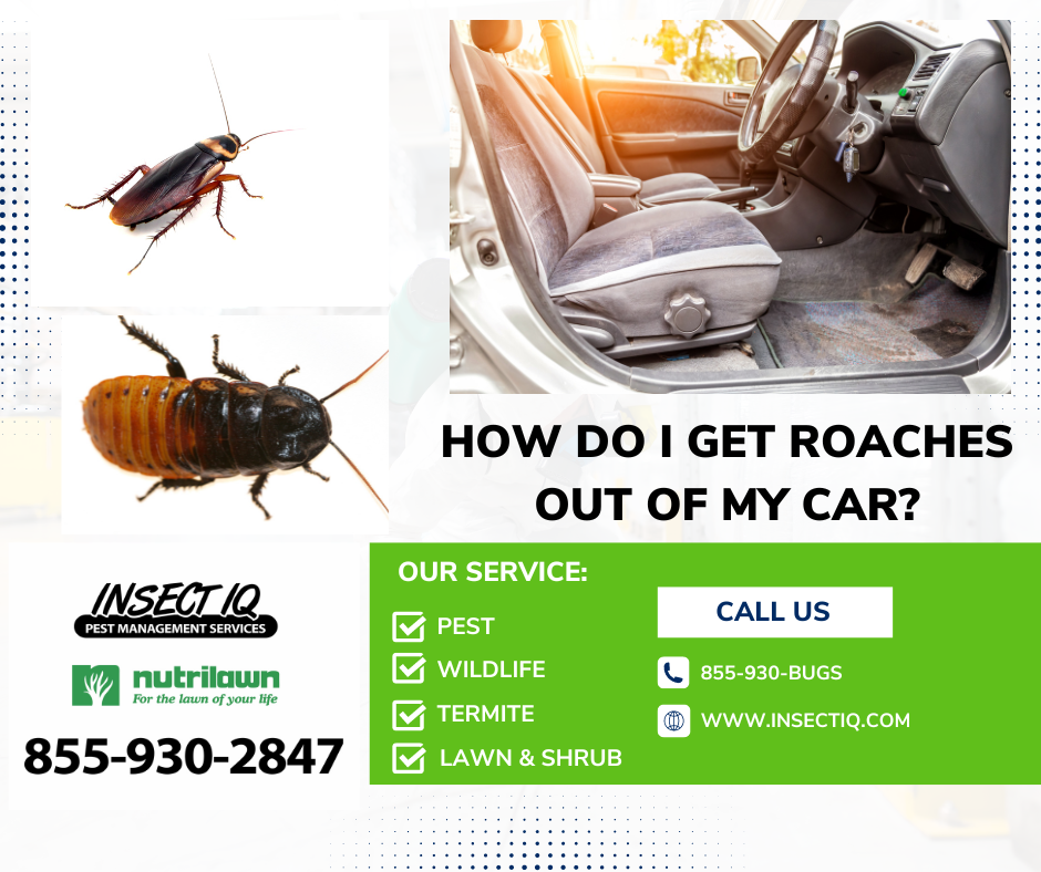 HOW DO I GET ROACHES OUT OF MY CAR? Insect IQ can help!