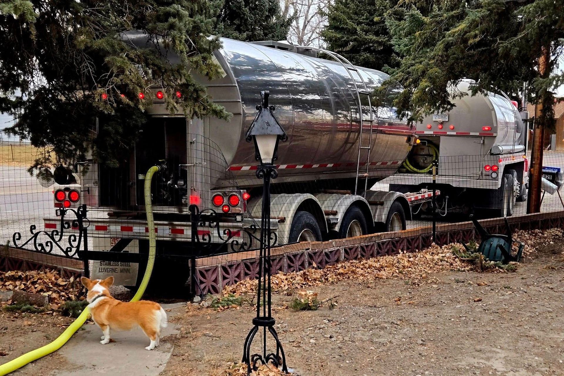 A corgi watches a large silver tanker truck as a yellow hose runs from it; in a yard.