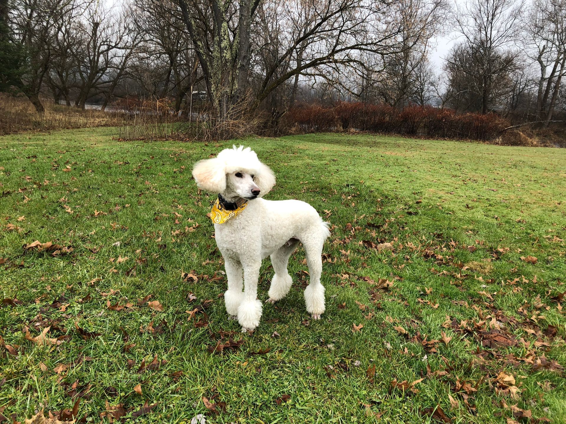 White poodle with a yellow bandana stands in a grassy field with trees in the background.