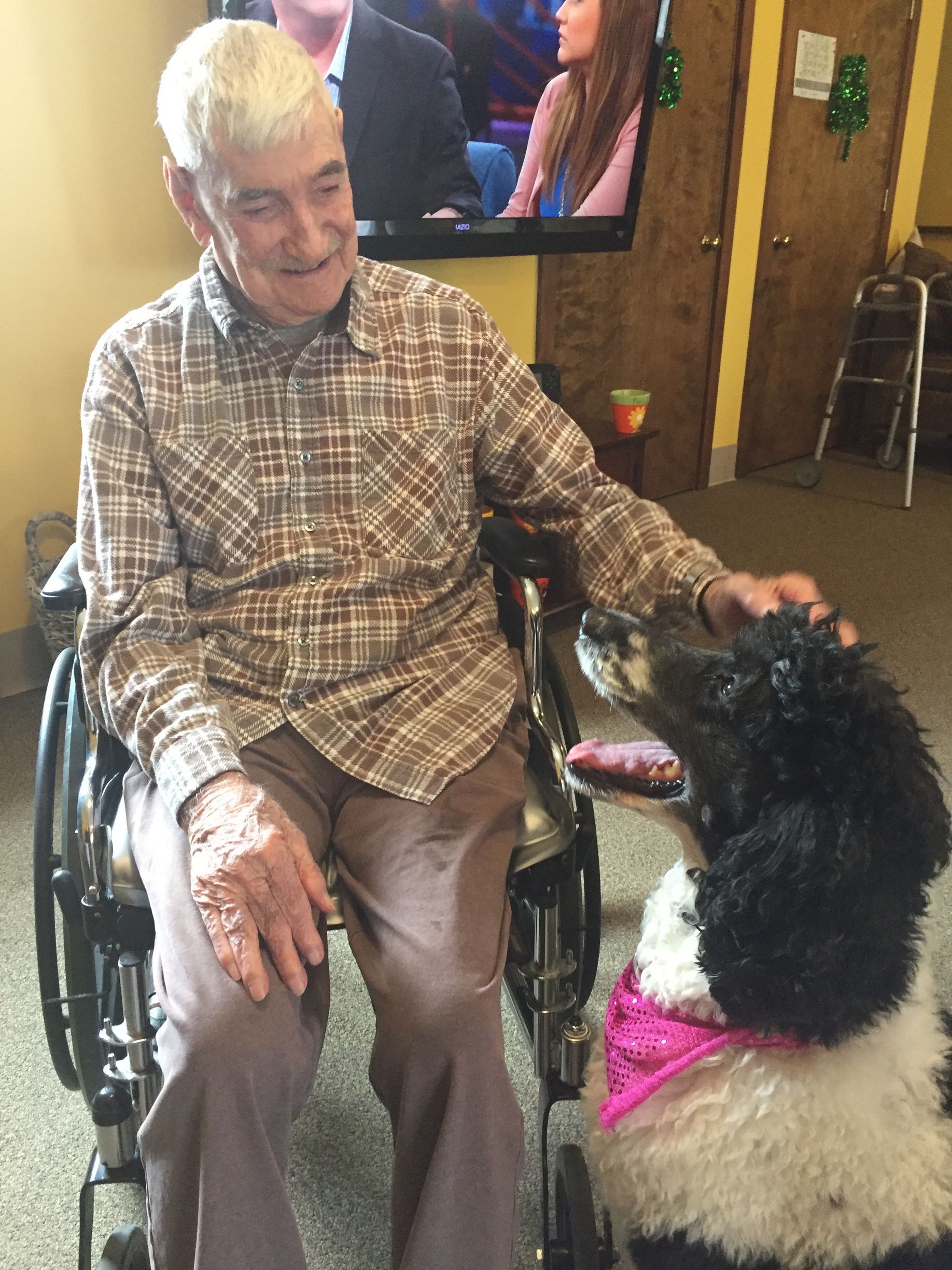 Elderly man in wheelchair pets a black and white poodle wearing a pink bandana.