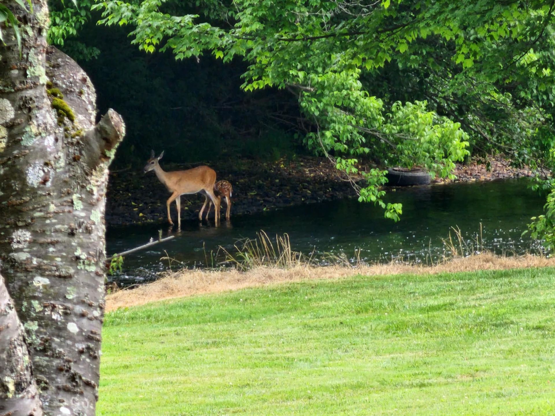 Deer and fawn in a pond, framed by a tree trunk and greenery.